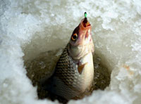 Чемпионат Москвы по спортивной ловле рыбы на блесну со льда