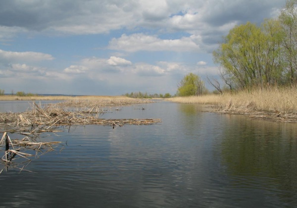 Голавль на спиннинг