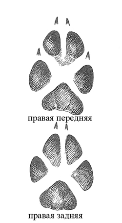 Следы животных, следы птиц