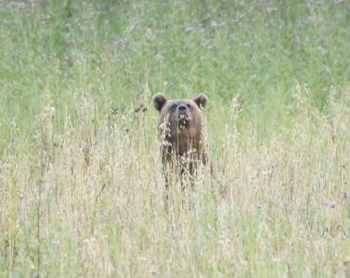 Охота на медведя на овсяных полях