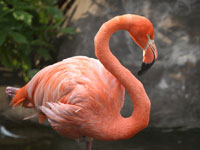 В Кемеровской области обнаружены розовые фламинго