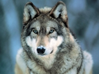 В республике Коми волки теперь считаются пушными животными